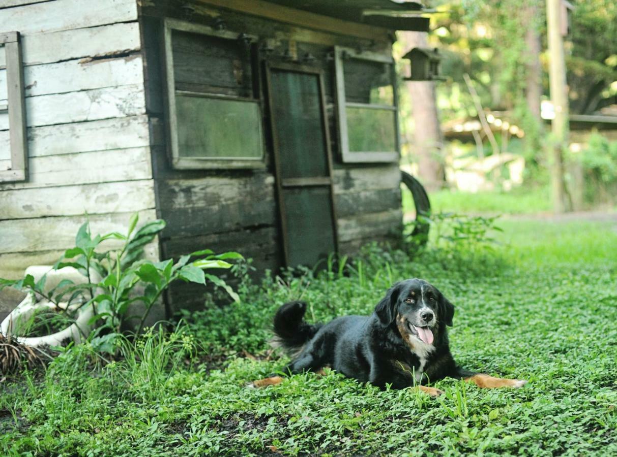 The Harmony Oaks Homestead Masaryktown 외부 사진